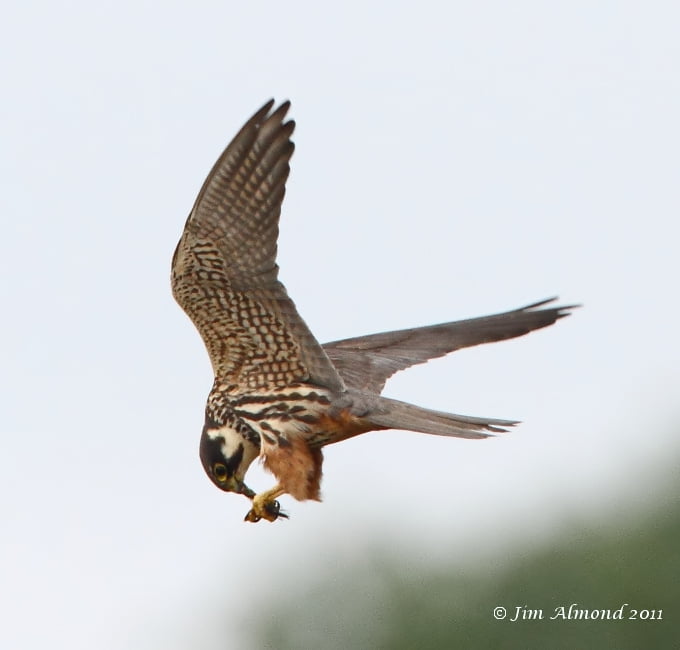 hobby-catching-dragonfly-on-the-wing