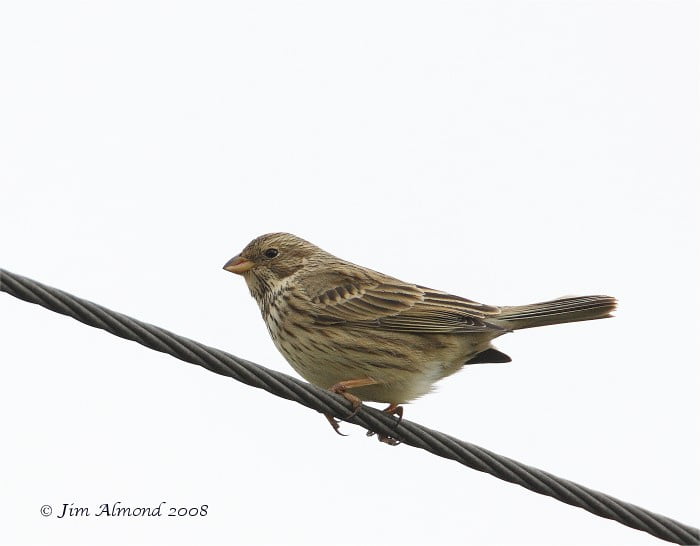 Corn-Bunting-Perching-Wires-Weald-Moors-Shropshire