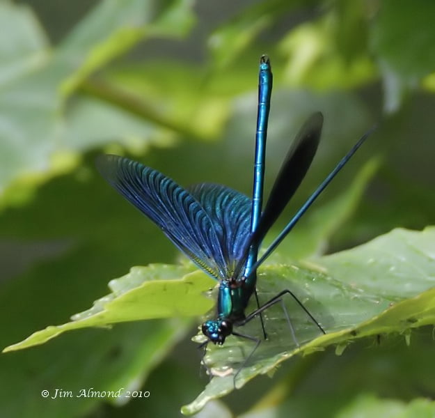 Beautiful-Demoiselle-Damselfly-Odonata-Weald-Moors-Shropshire