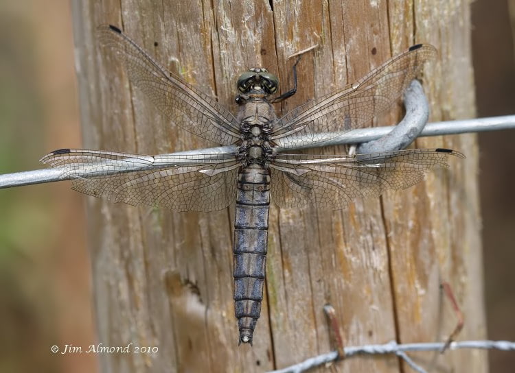 Black-Tailed-Skimmer-Dragonfly-Weald-Moors-Shropshire