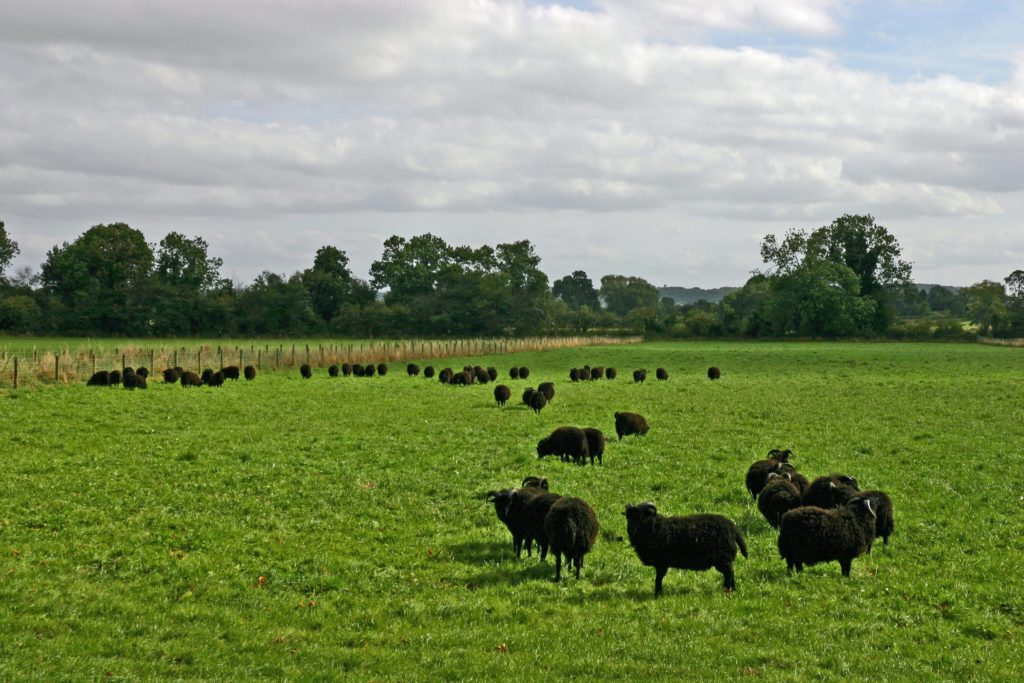 Livestock-grazing-Weald-Moors-Wet-Grassland-Shropshire