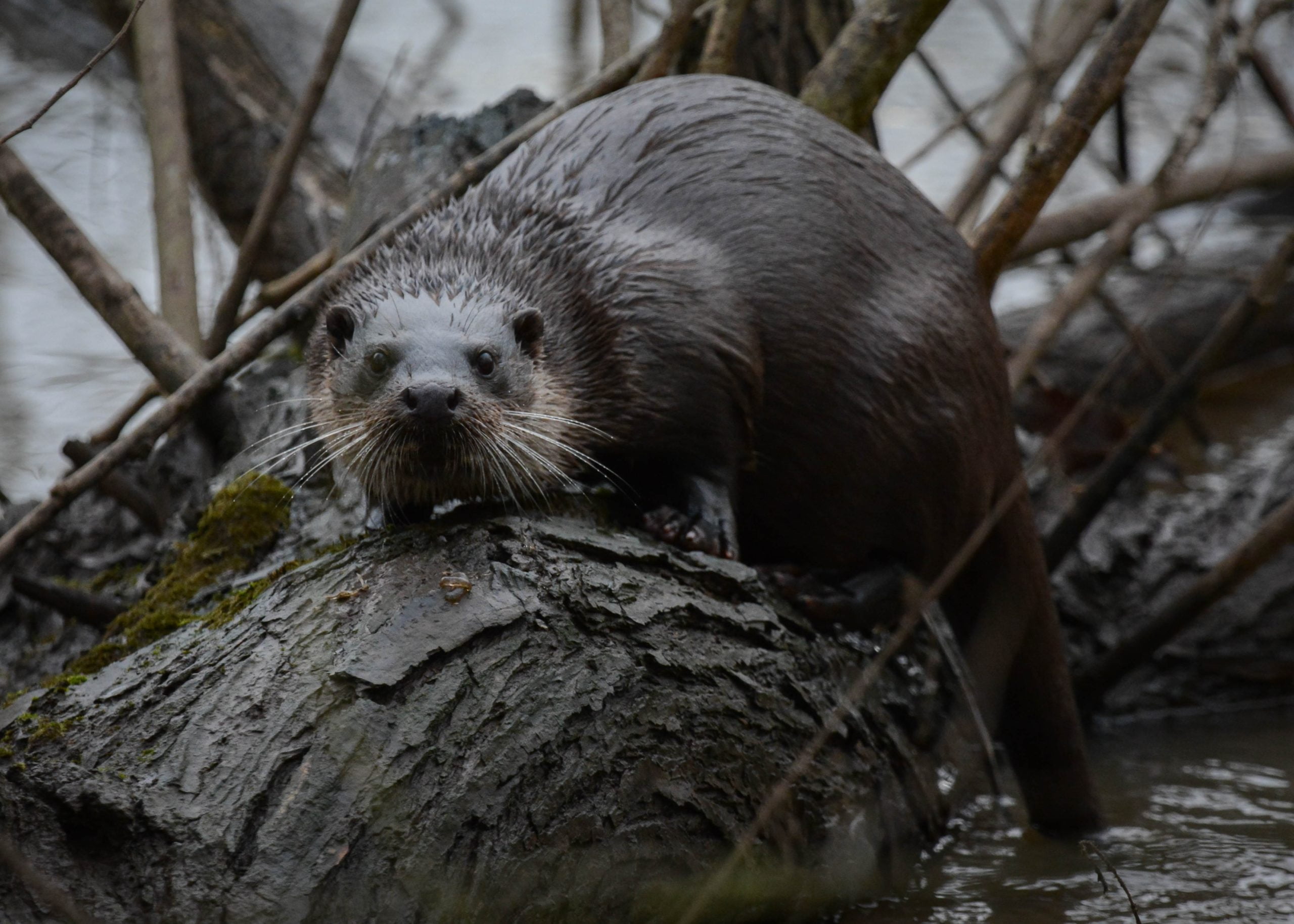 Otter-Rivers-Weald-Moors-Shropshire